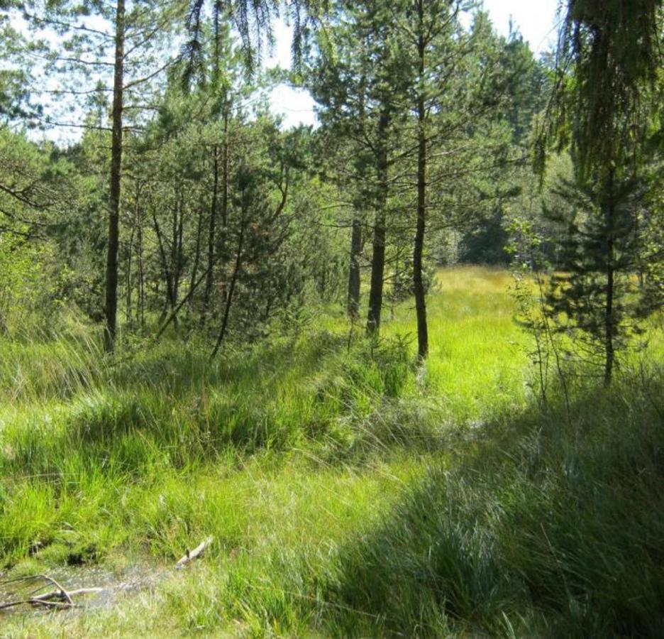 Haus Beate, Fewo Im Bienenparadies Kirchberg  Eksteriør billede